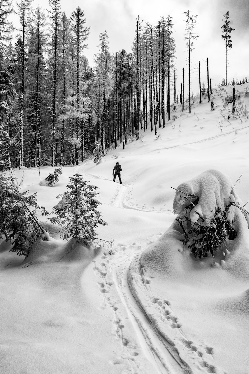 snow covered trees during daytime