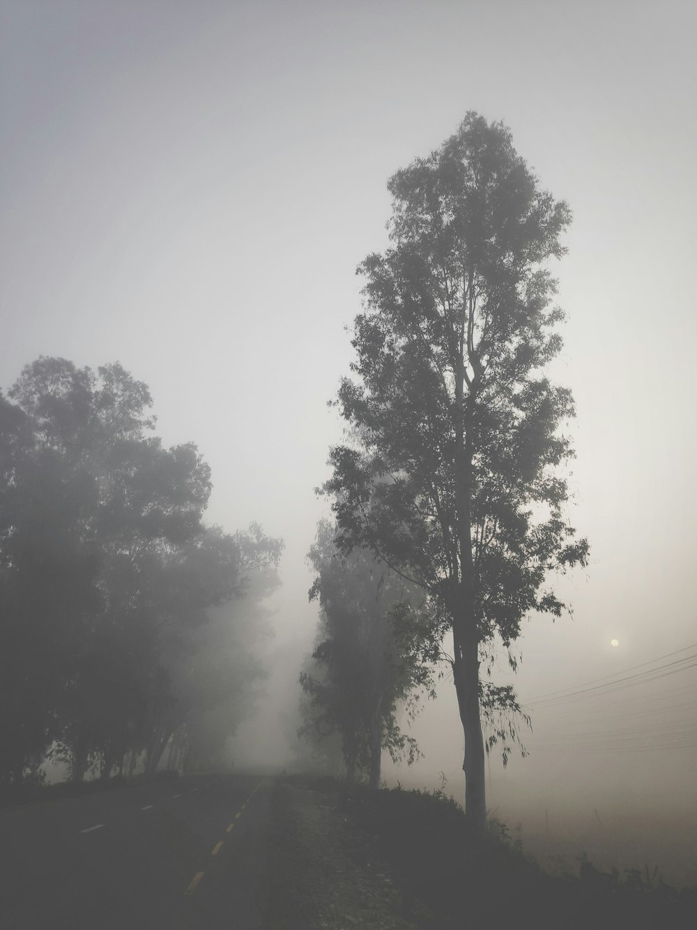 grayscale photography of trees in foggy day