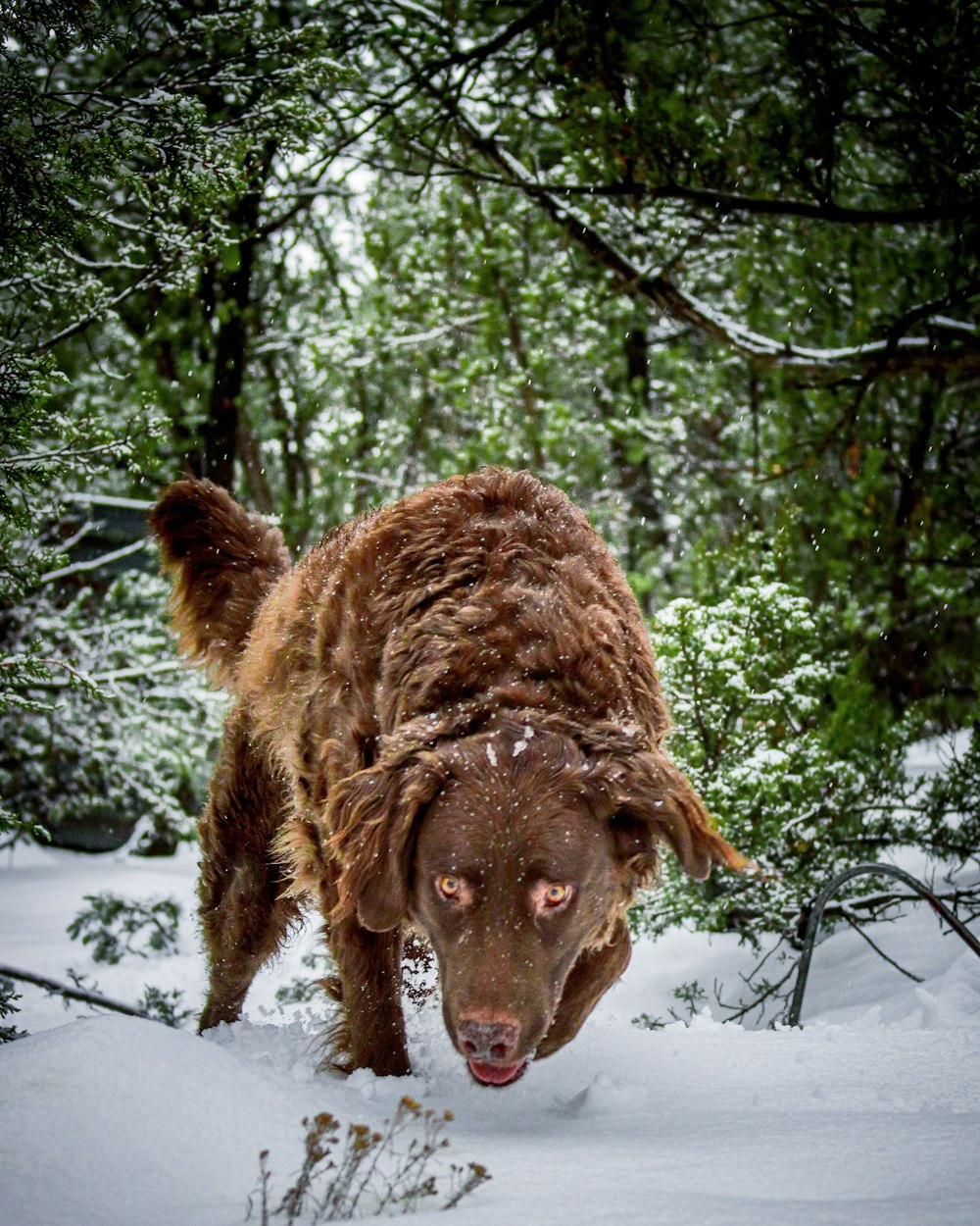 long-coated brown dog on snowy field