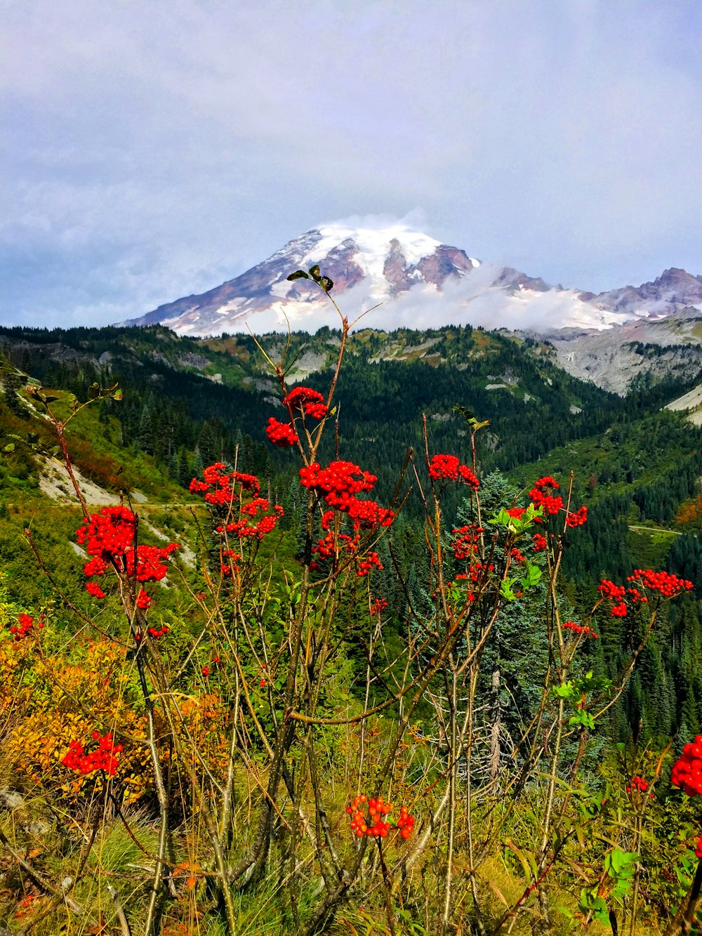 red flowers