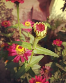 A garden scene featuring vibrant flowers, with a focus on a budding flower and several fully bloomed pink flowers with yellow centers. The background includes green leaves and blurred natural elements, creating a soft and lively atmosphere.