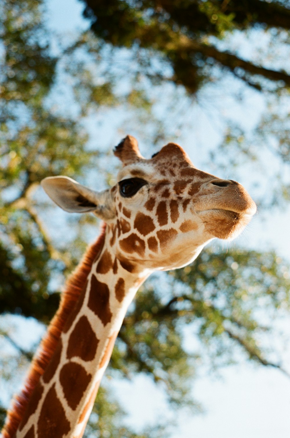 giraffe photograph
