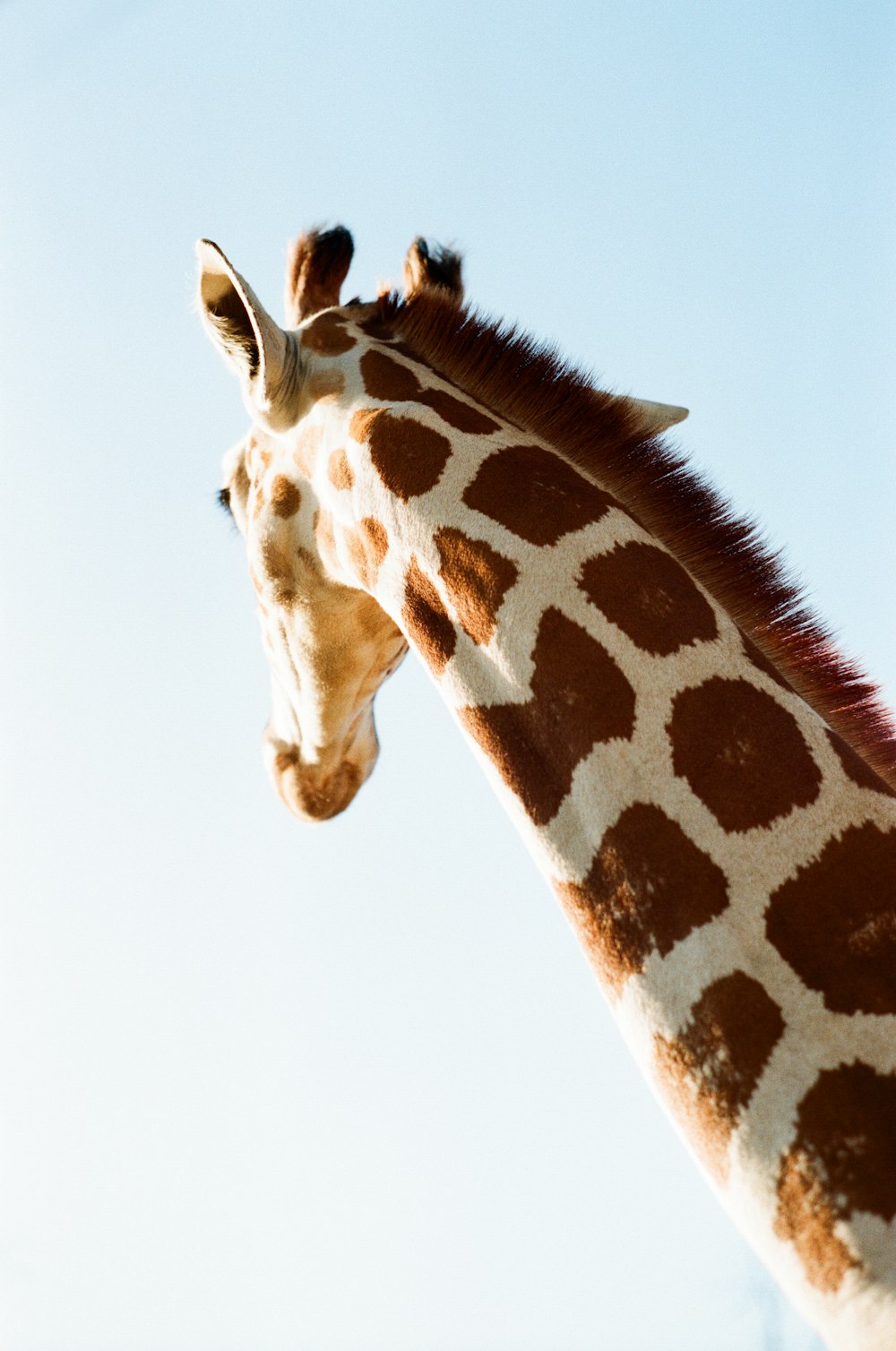 selective focus photography of brown and white giraffe during daytime