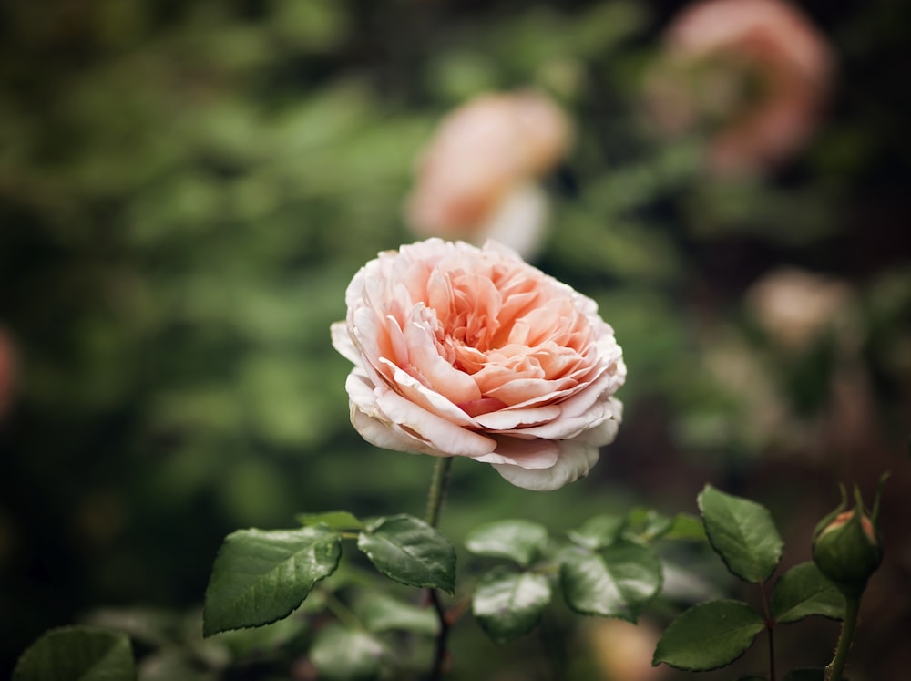 selective focus photography of pink petaled flowers