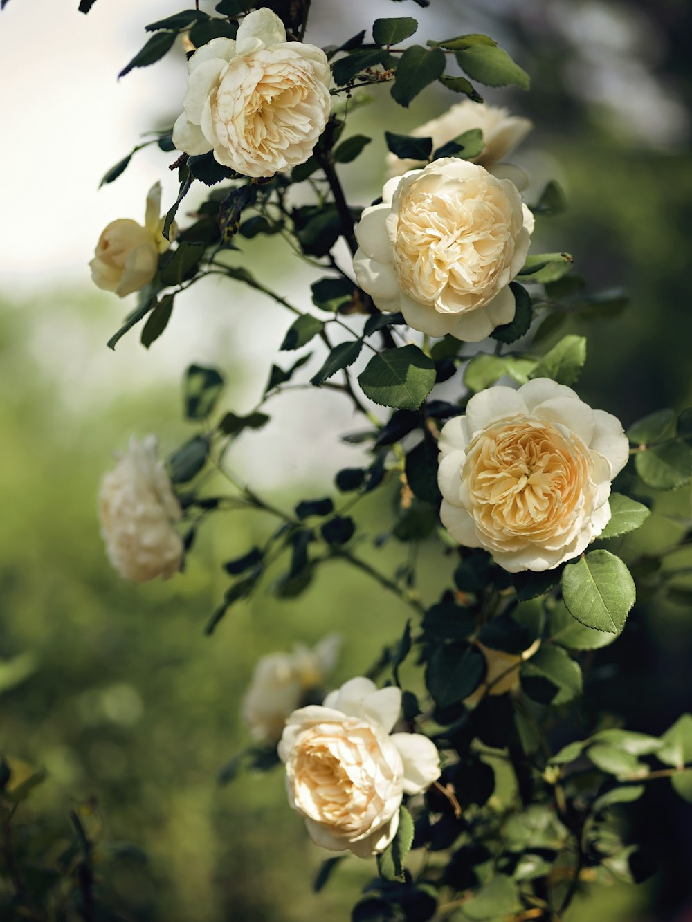 close up photography of white rose flower