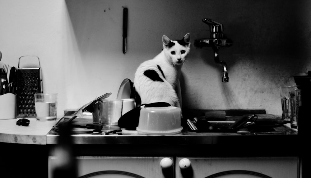 grayscale photography of cat on sink