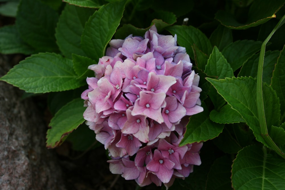 selective focus photography of pink petaled flowers