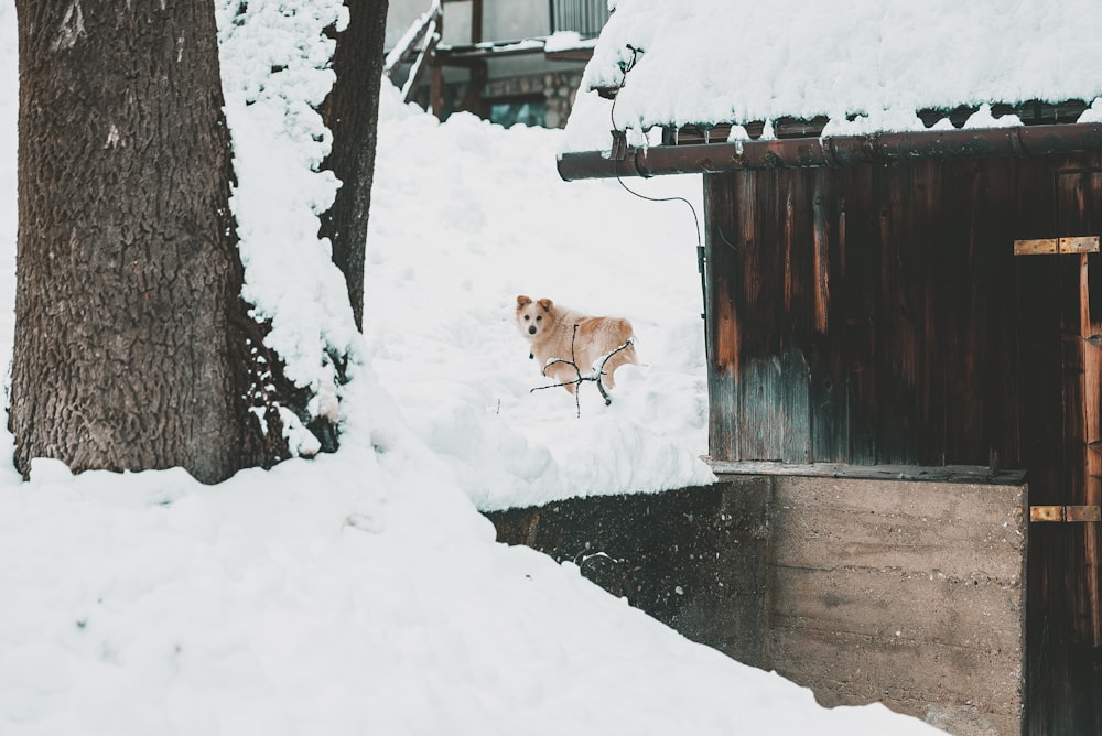 brown dog on snow beside house during daytime