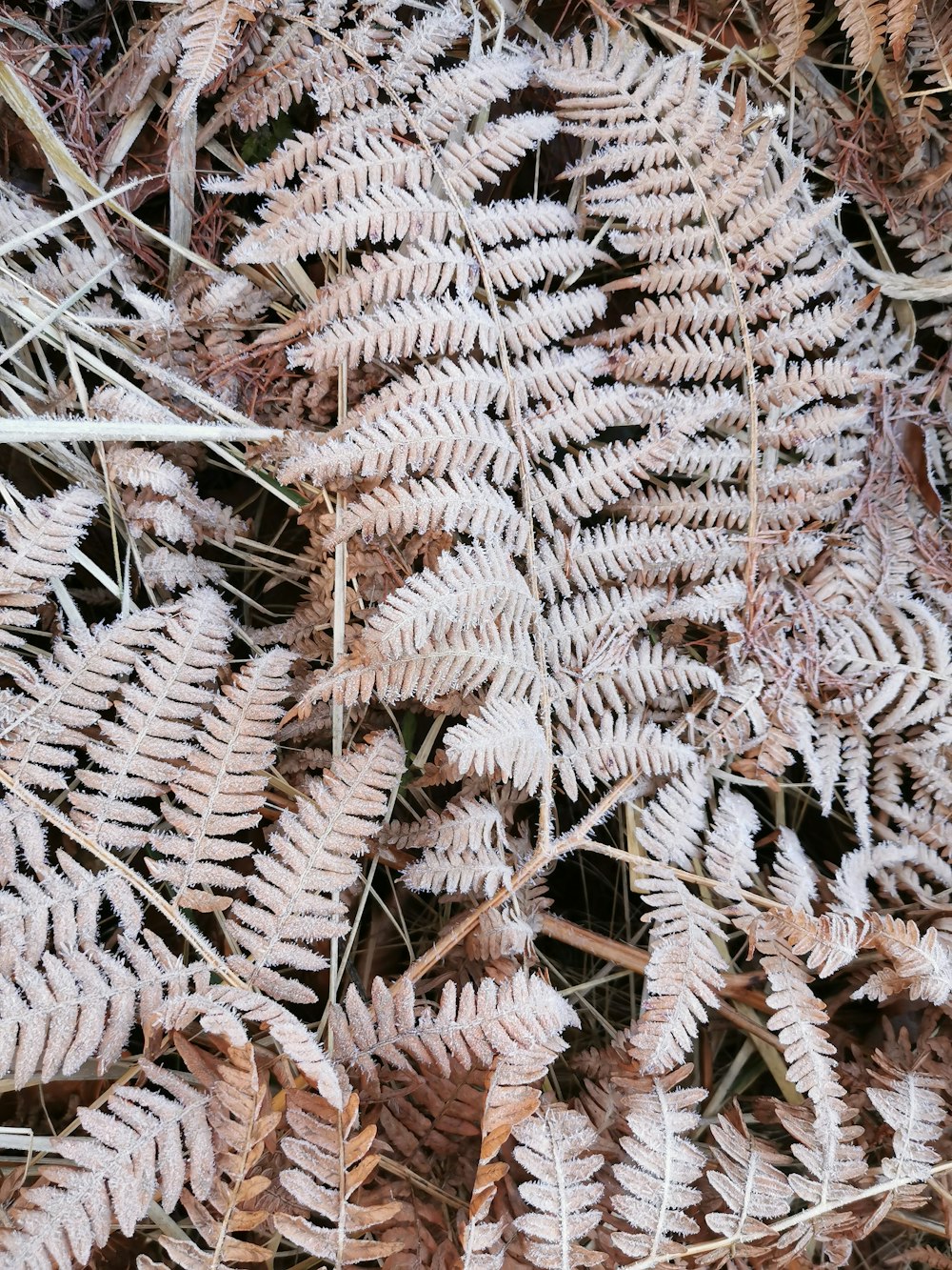 macro photography of brown fern plant
