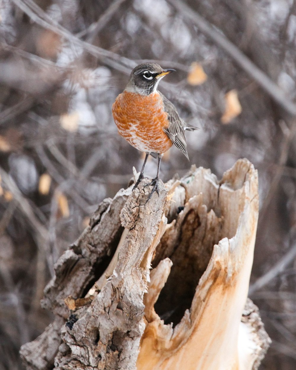 European robin on tree trunk in macro photography