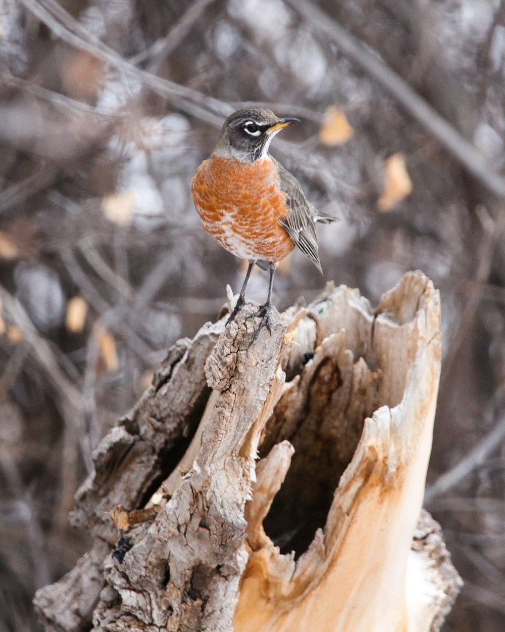 Robin europeu no tronco da árvore na fotografia macro