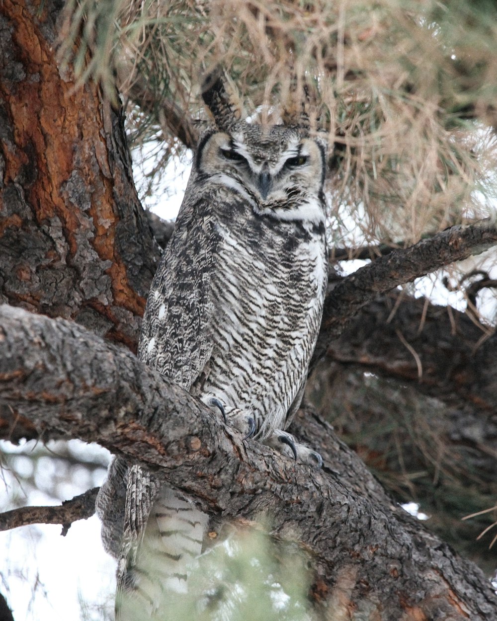 an owl sitting on a branch of a tree