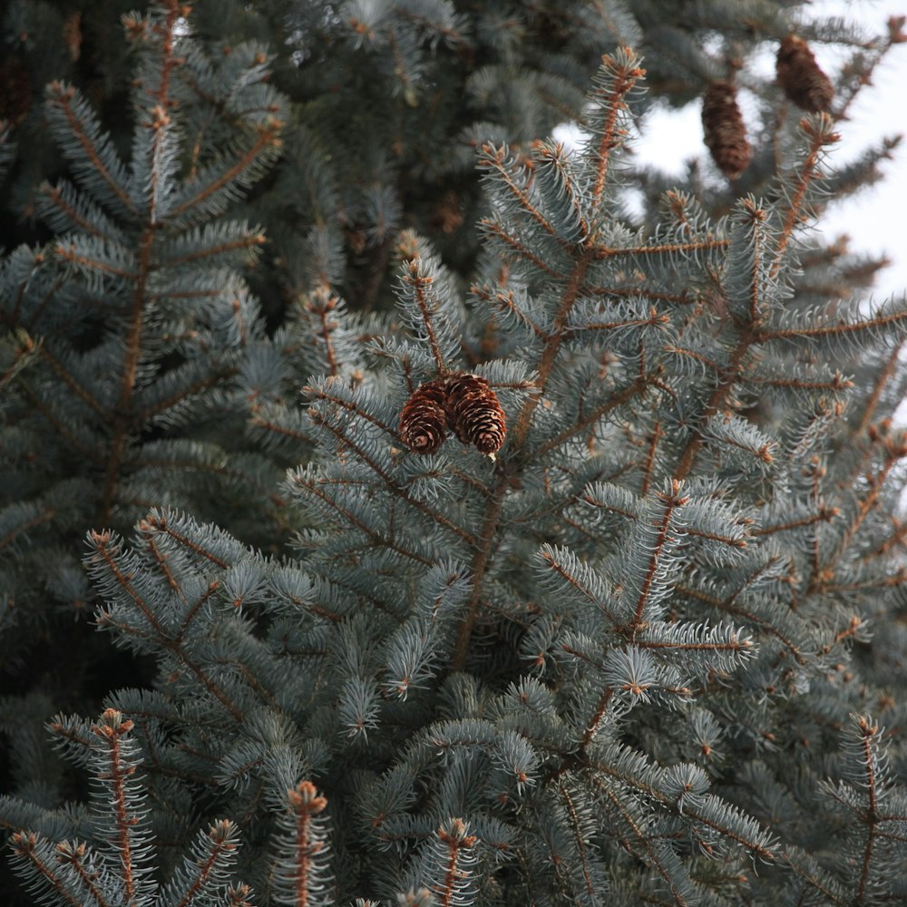 macro photography of brown pinecones on trees