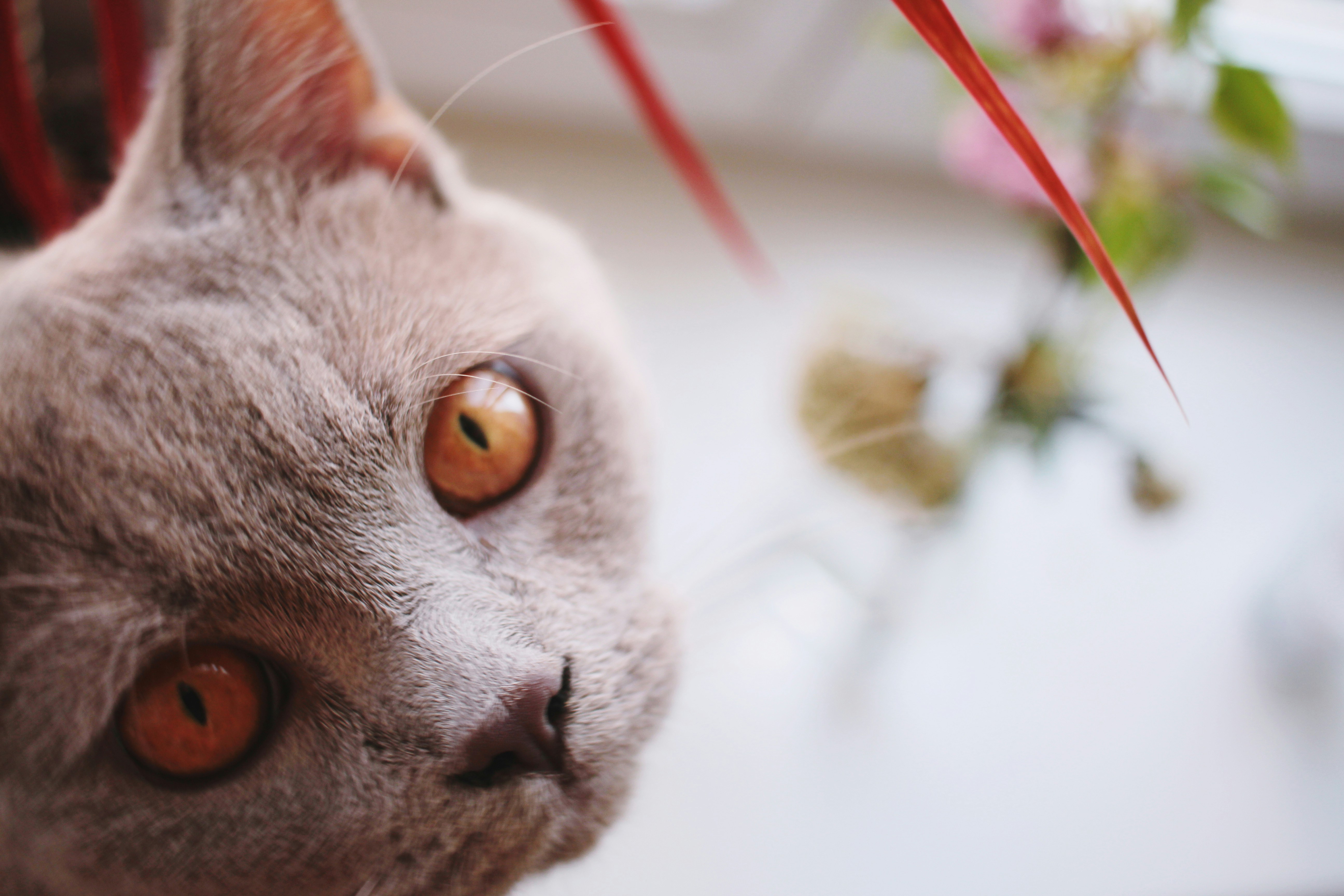 close up photography of grey cat