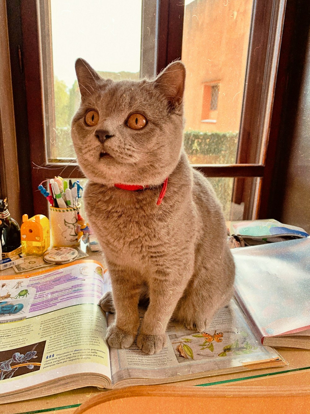 gray cat on brochure