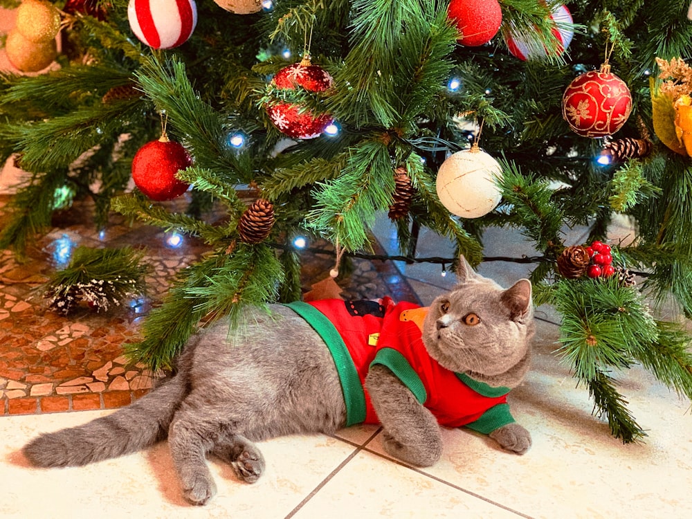 gray cat lying down on Christmas tree