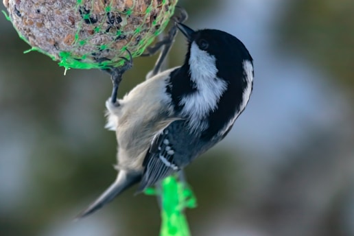 A small bird with black and white plumage perches on a hanging ball of seeds encased in green netting. The background is softly blurred with shades of green, brown, and blue, indicating a natural outdoor setting.