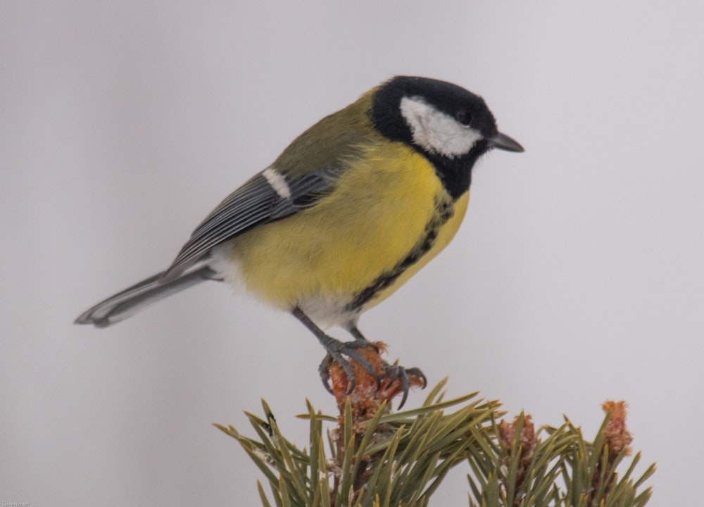 yellow, black, and white bird on christmas tree