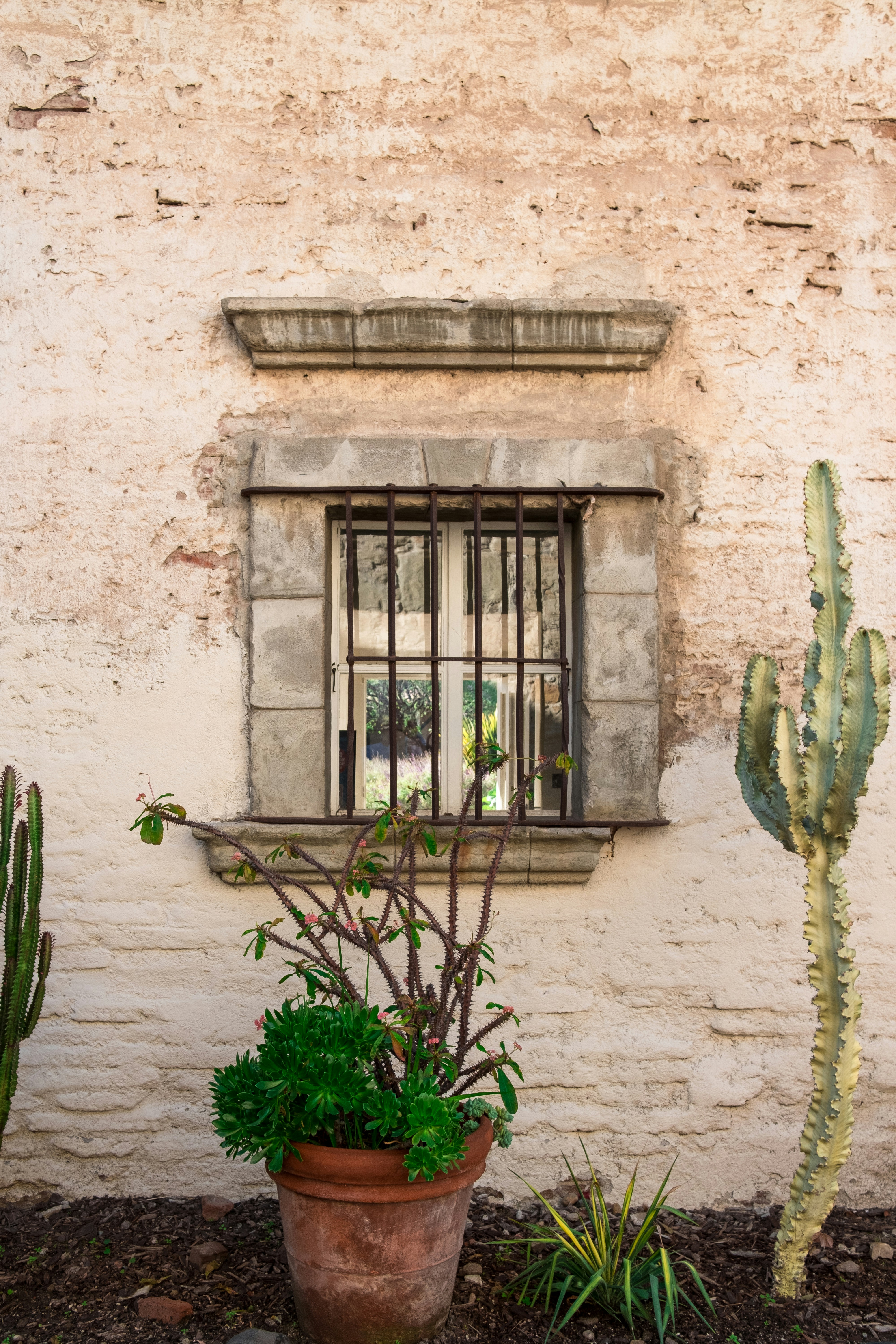 Green plants with pot in front of window photo Free San juan