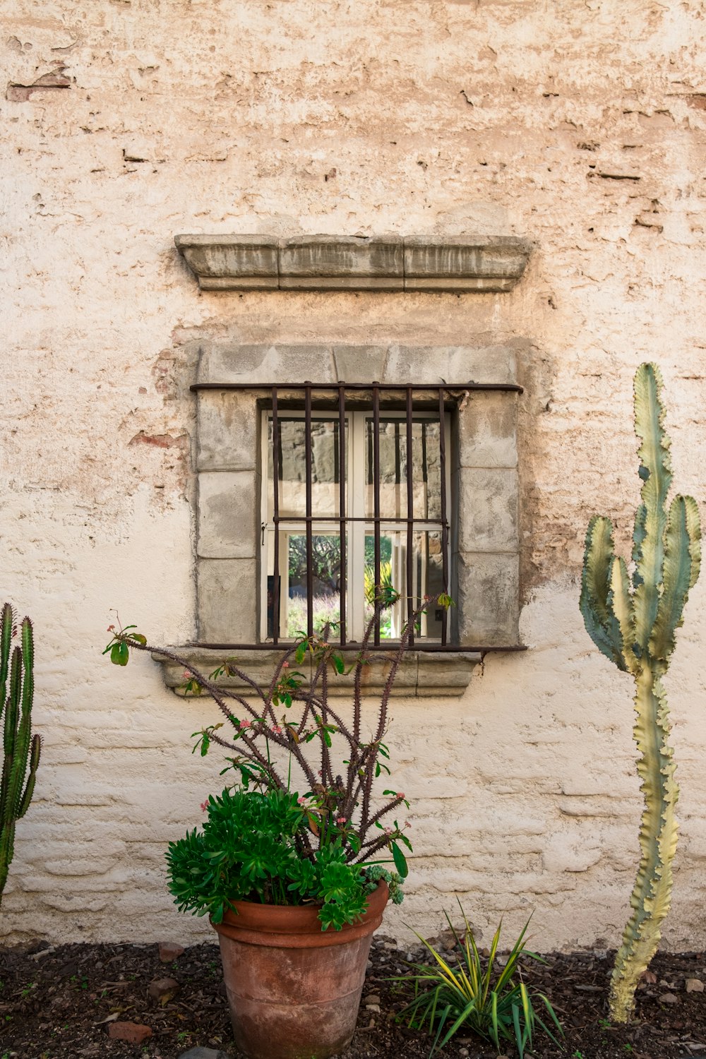 Plantas verdes con maceta frente a la ventana