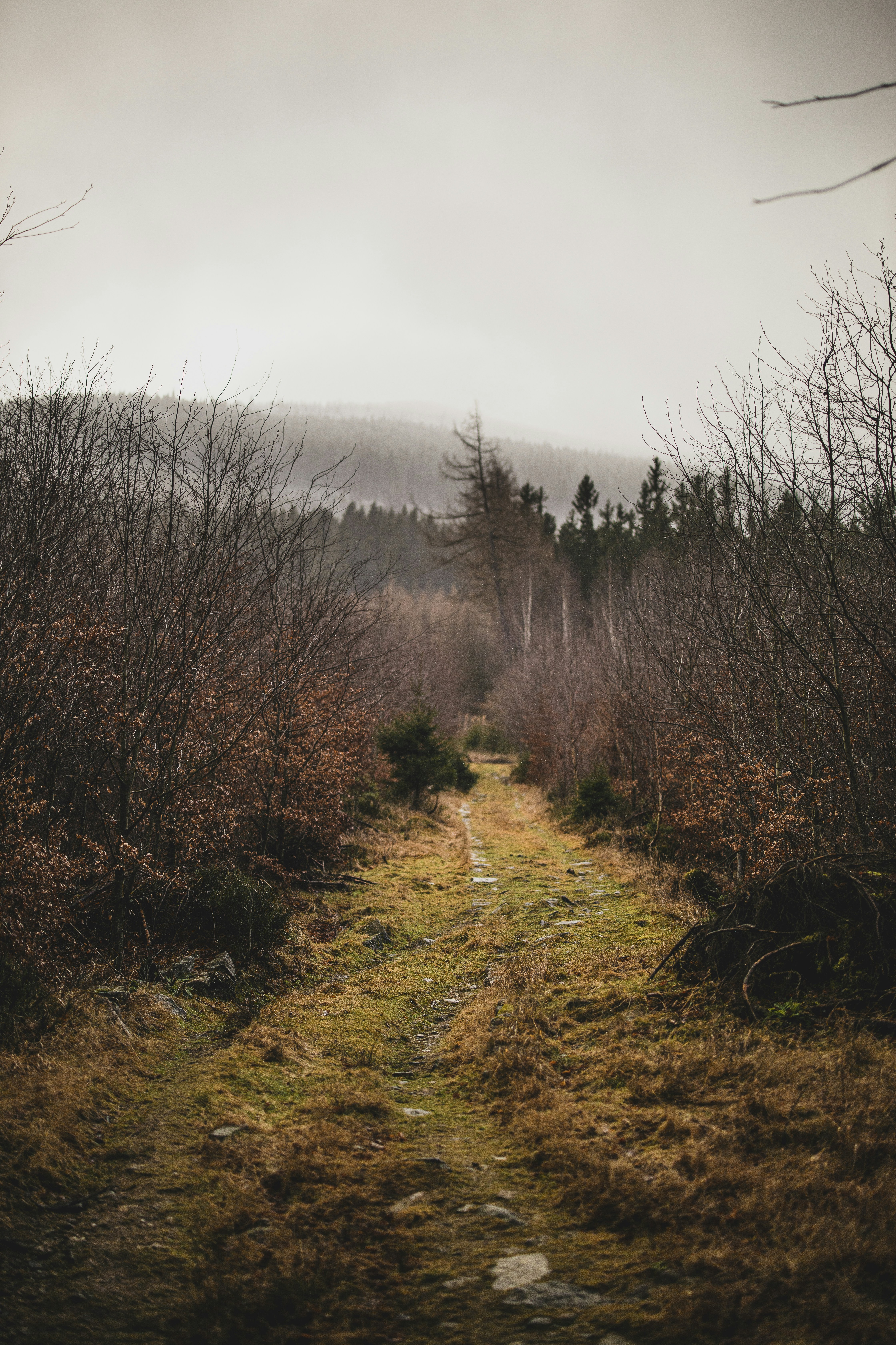 ein Feldweg mitten im Wald