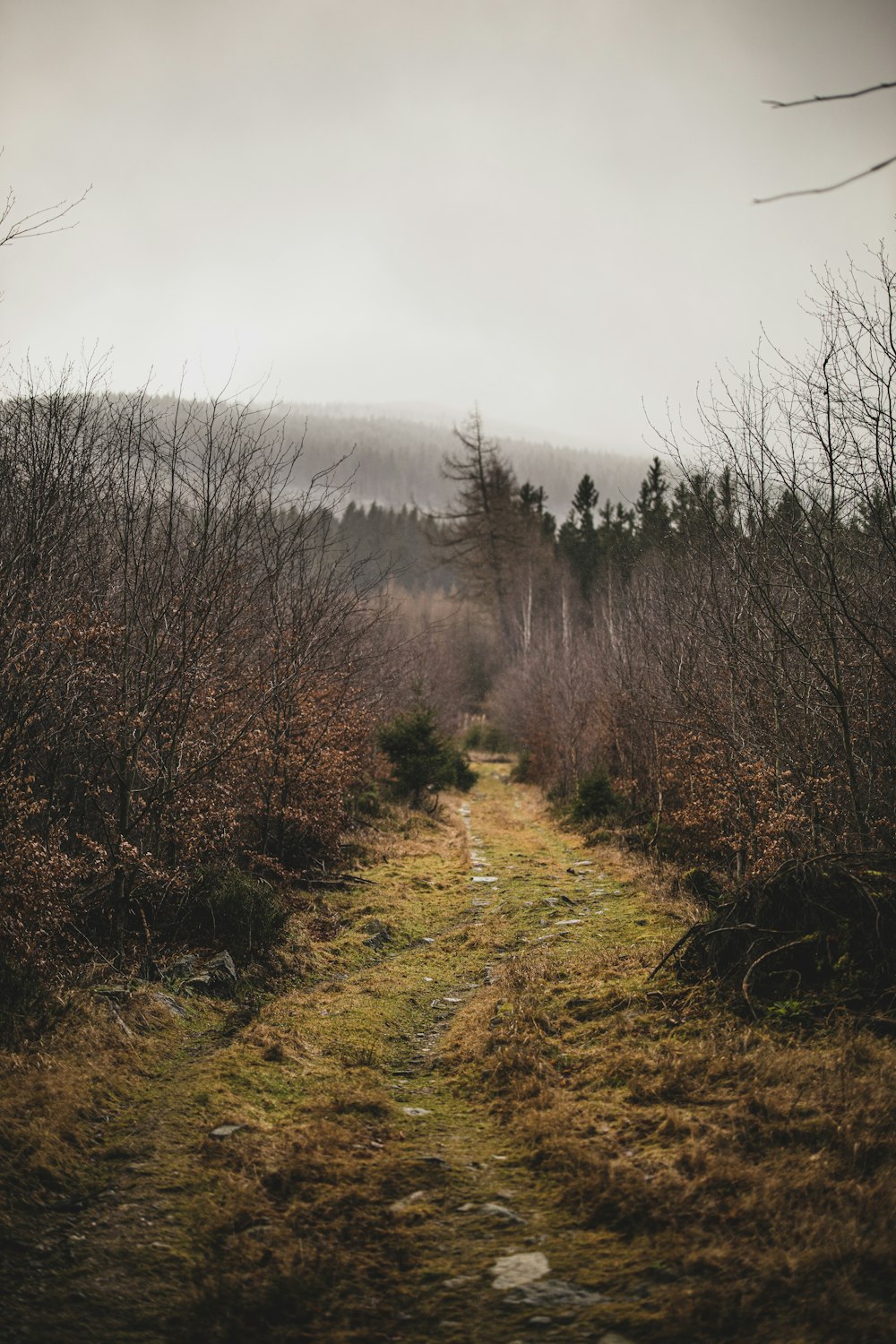 a dirt path in the middle of a forest