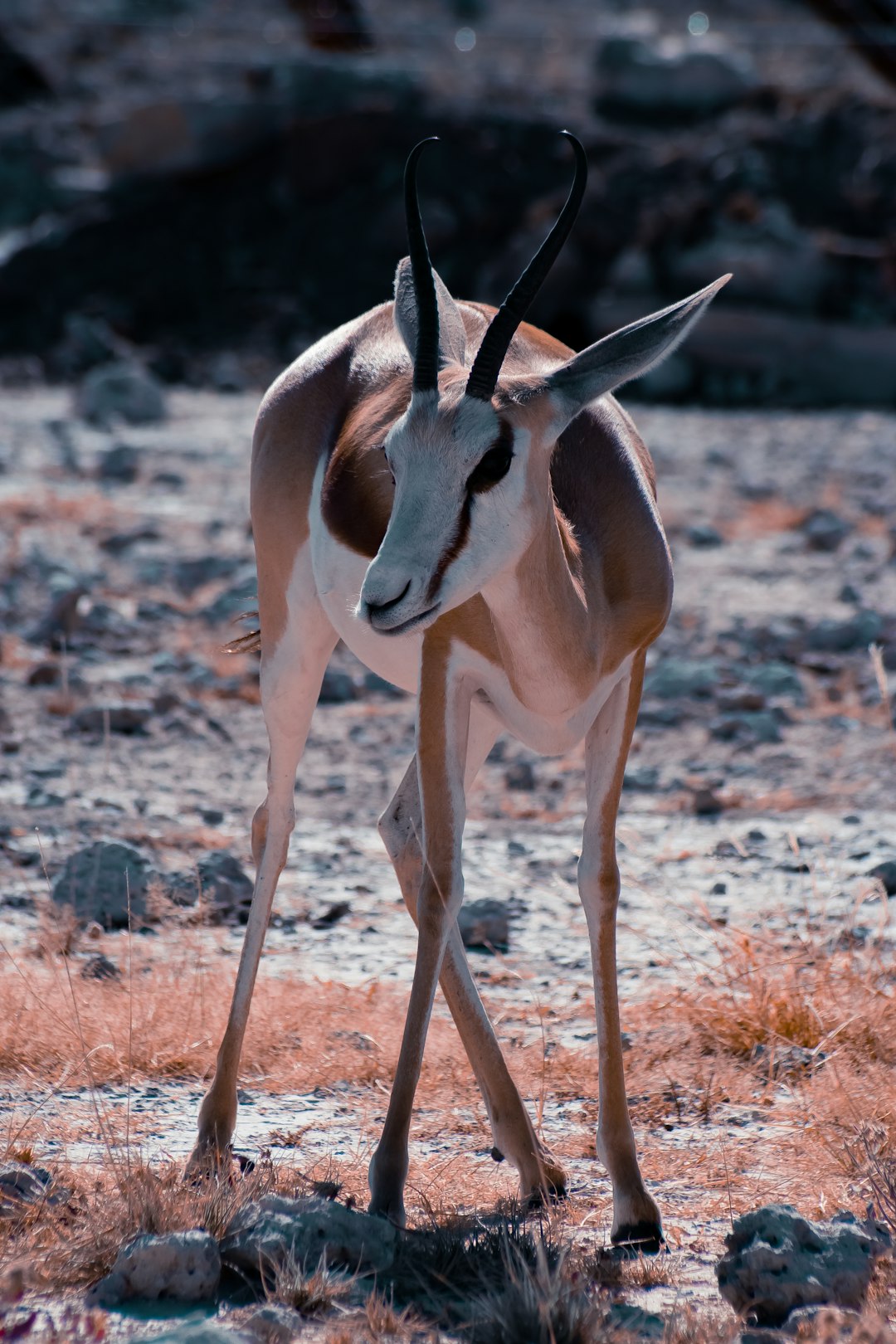  close up photography of antelope antelope