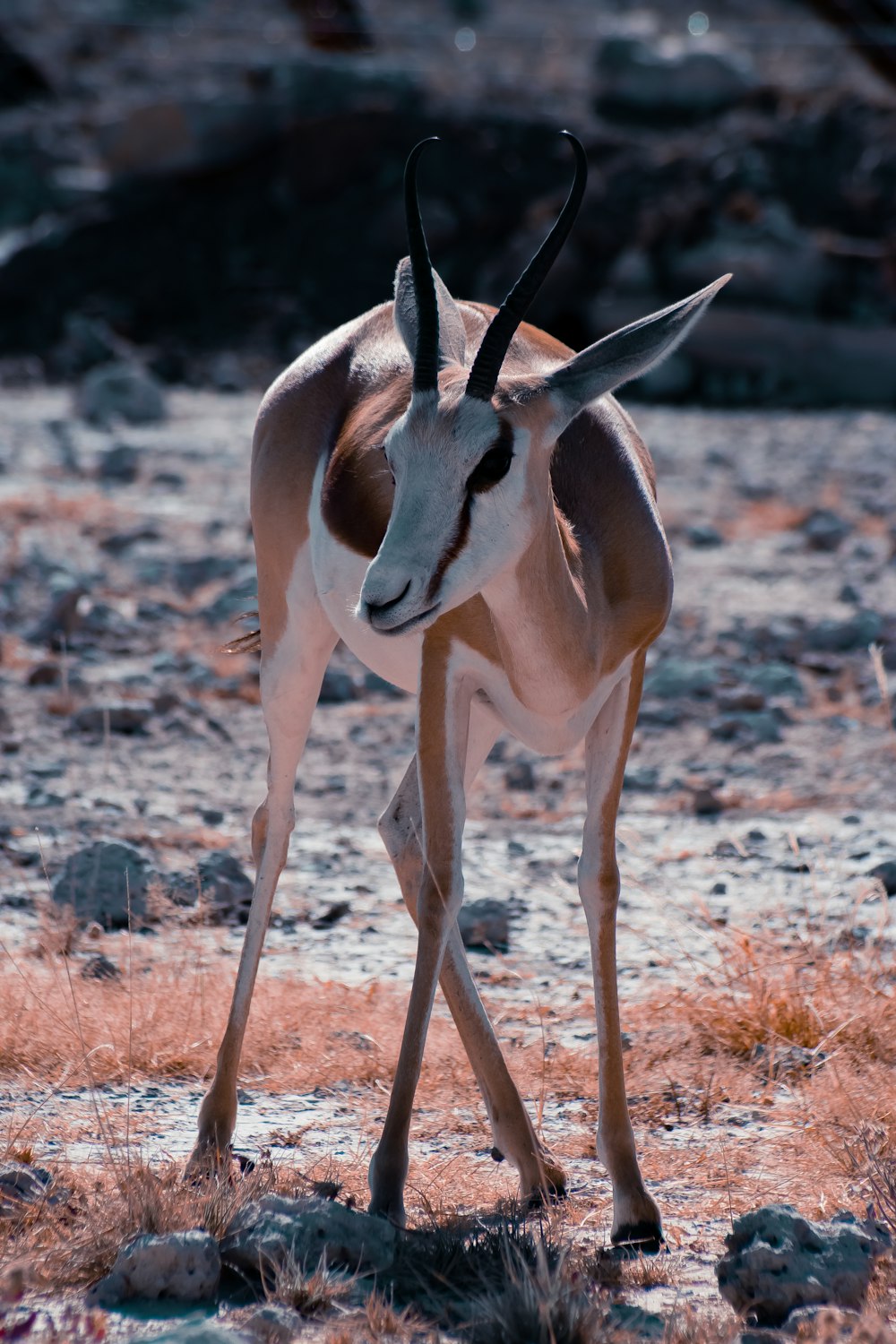 close up photography of antelope