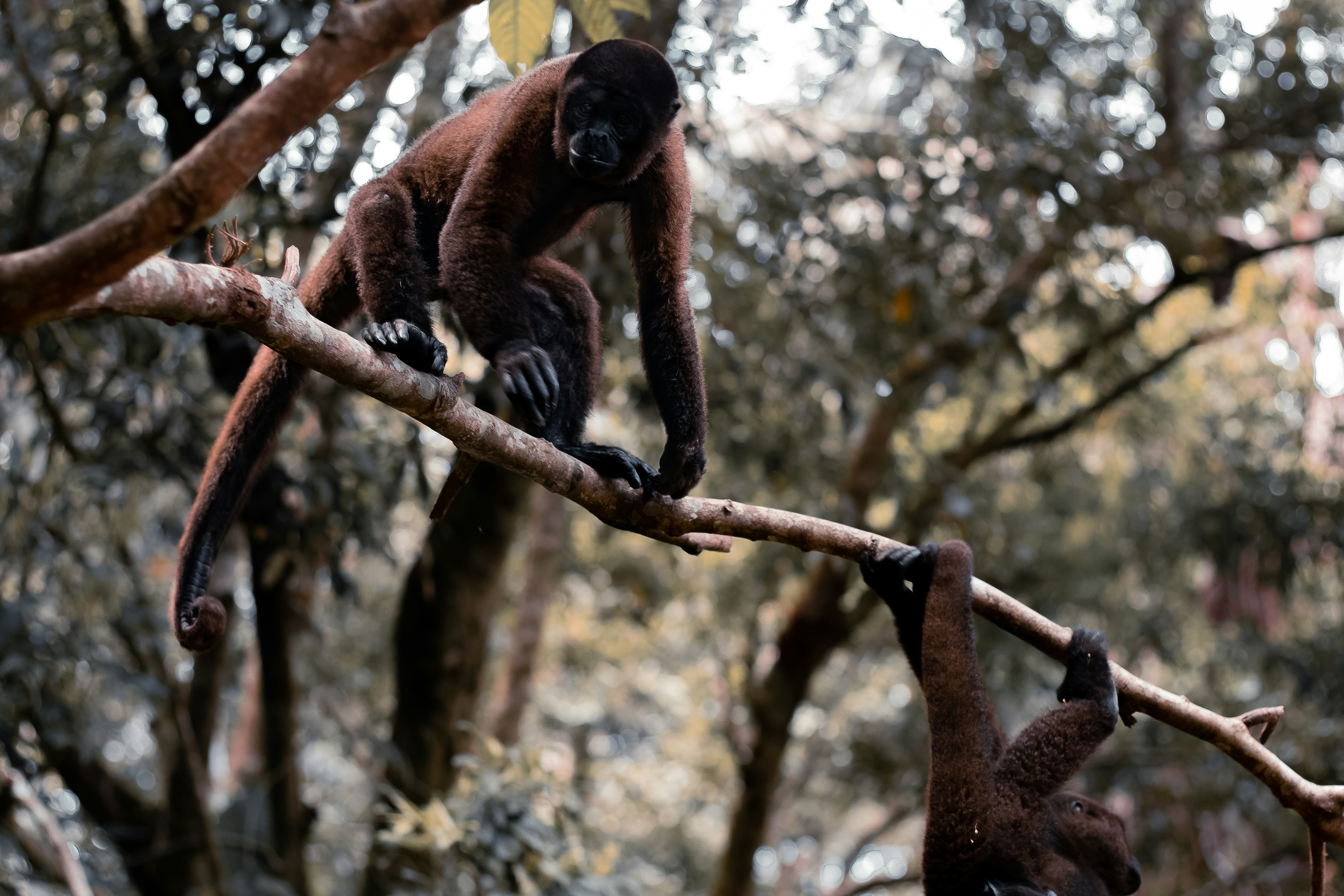 brown monkey photograph