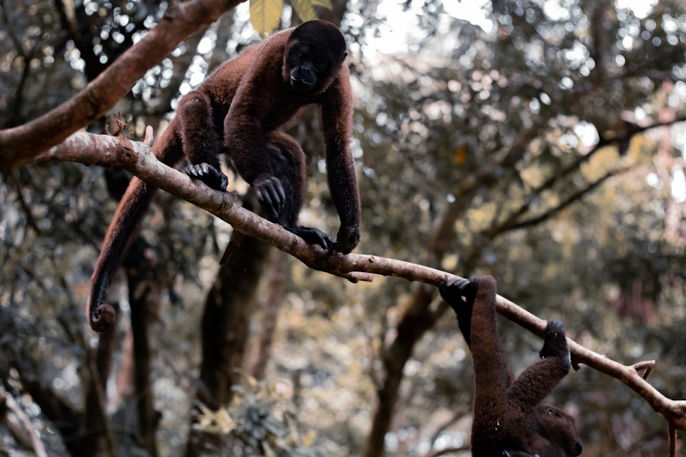 brown monkey photograph