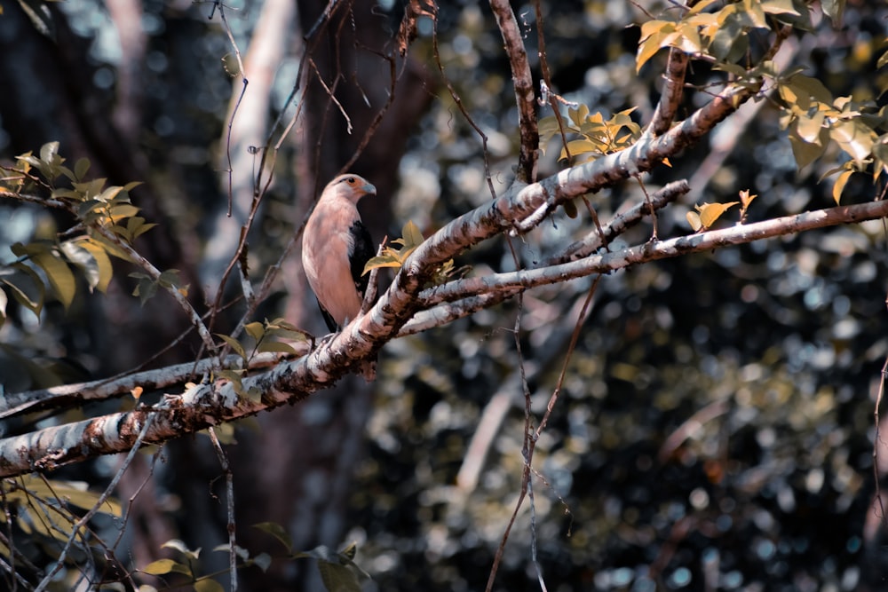 white and black bird photograph