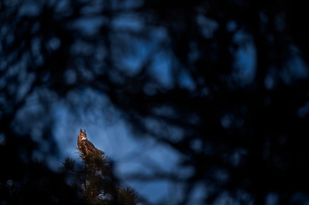 um pássaro empoleirado em cima de um pinheiro