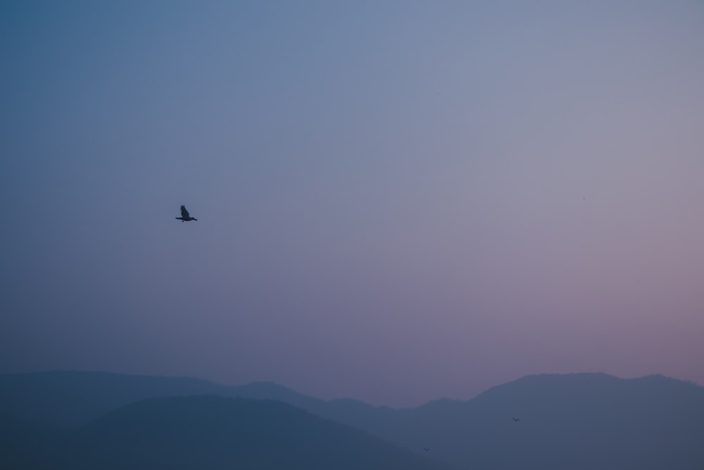 bird in mid air during day