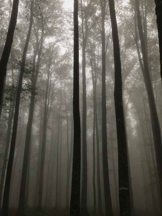 forest during day in Rasht Iran