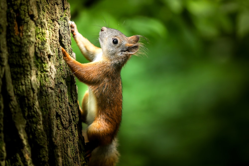 Fotografía de enfoque selectivo de ardilla marrón en el árbol durante el día