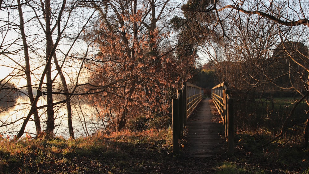 brown wooden footbridge surrounded with green trees during daytime