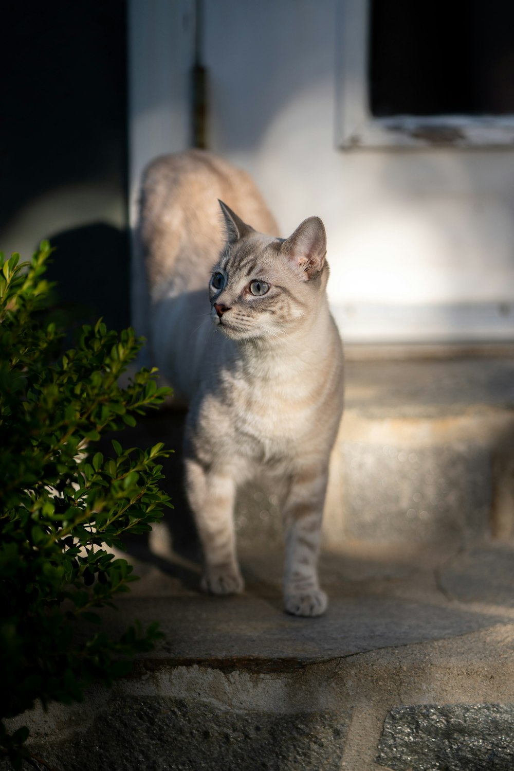 short-furred white cat