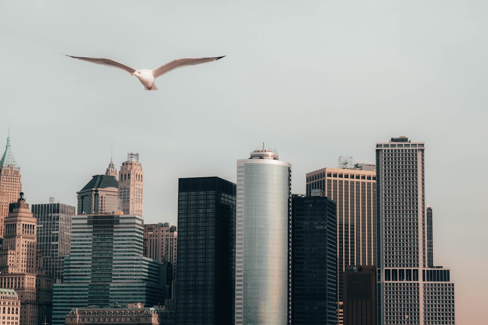 view of New York city and seagull bird flying in the sky during daytime