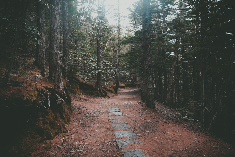 green pine trees