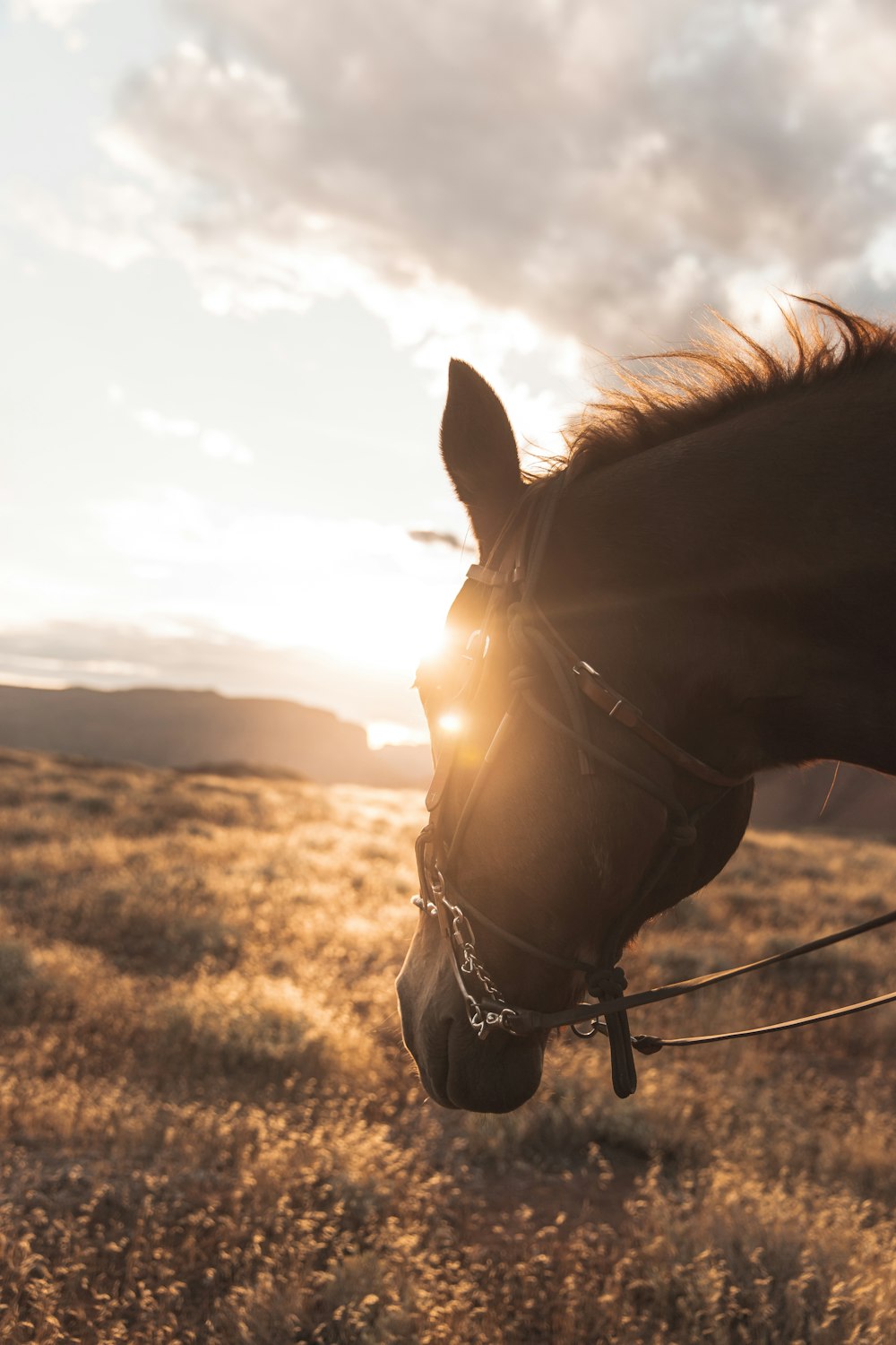 macro fotografia do cavalo marrom no campo sob o céu branco