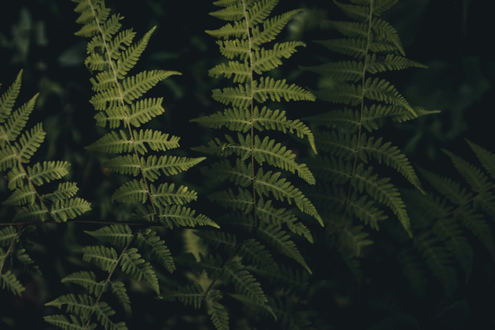 green fern plants