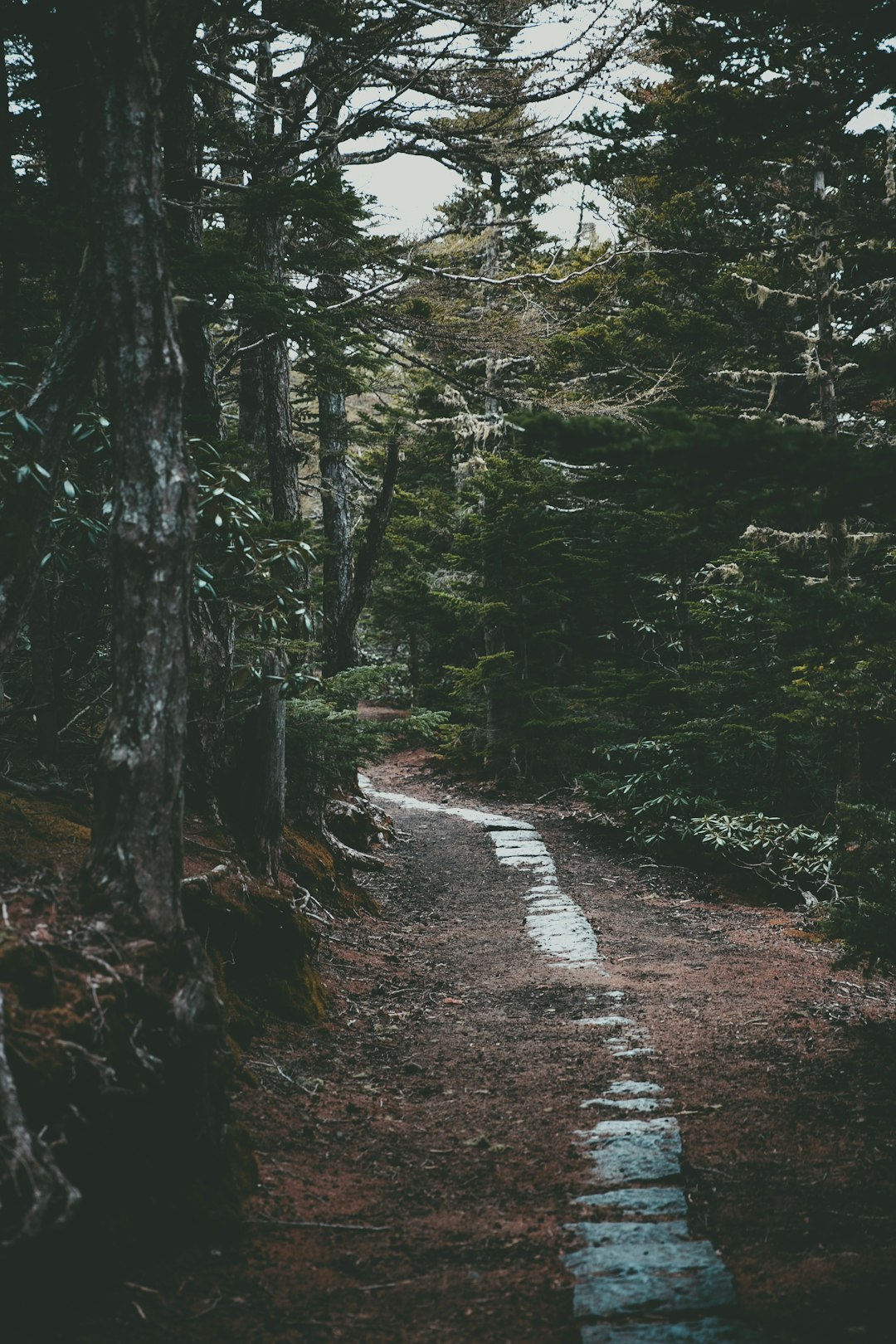 travelers stories about Forest in Mount Fuji, Japan