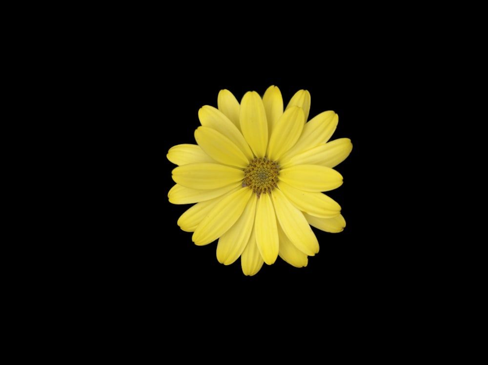 yellow Daisy flower