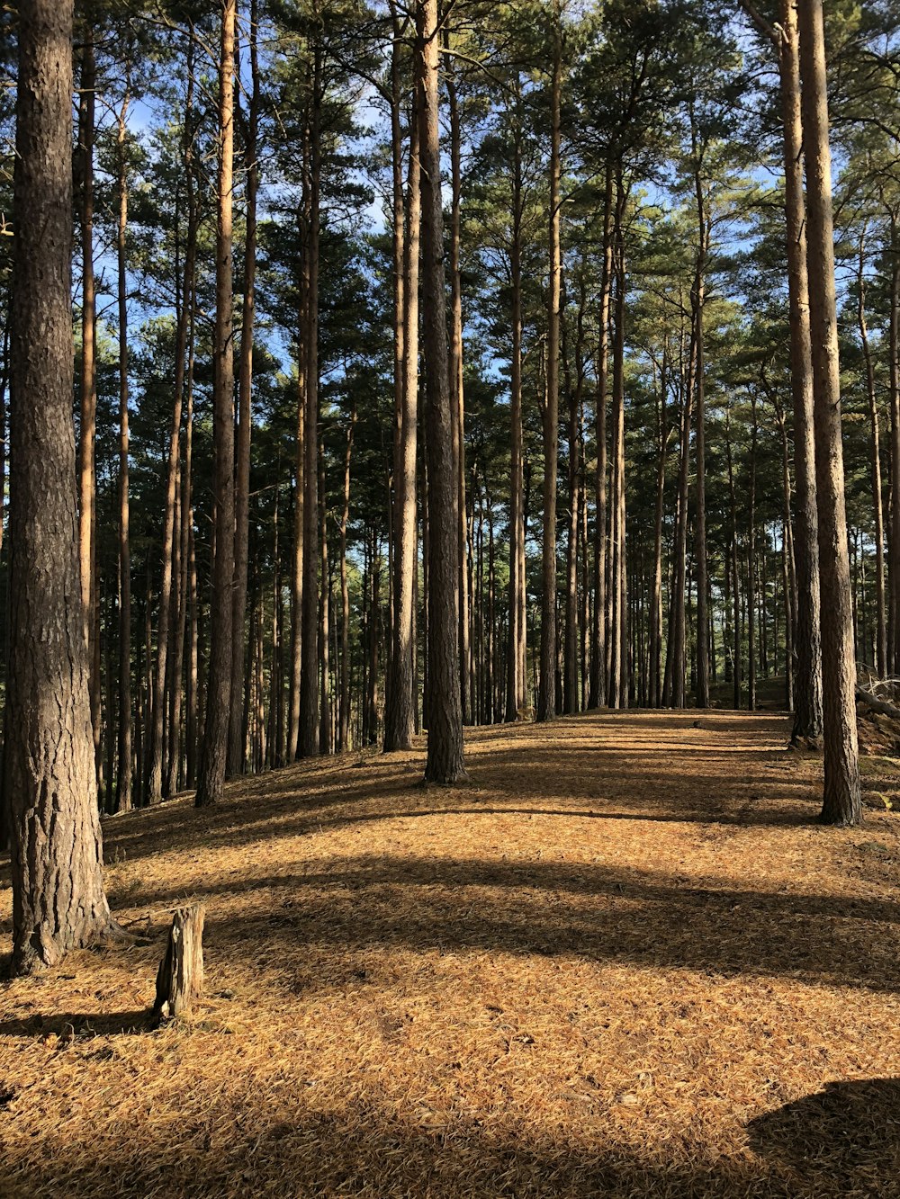 green forest trees