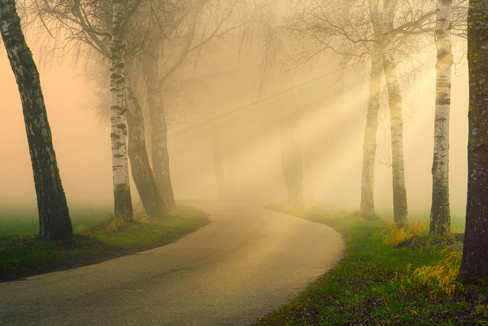 green and gray tree tunnel