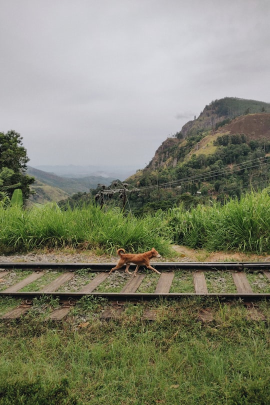 brown dog walking in train rails in Ella Sri Lanka