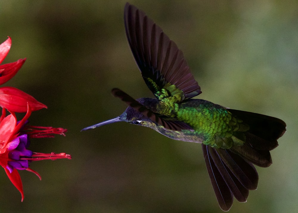 green and brown humming bird