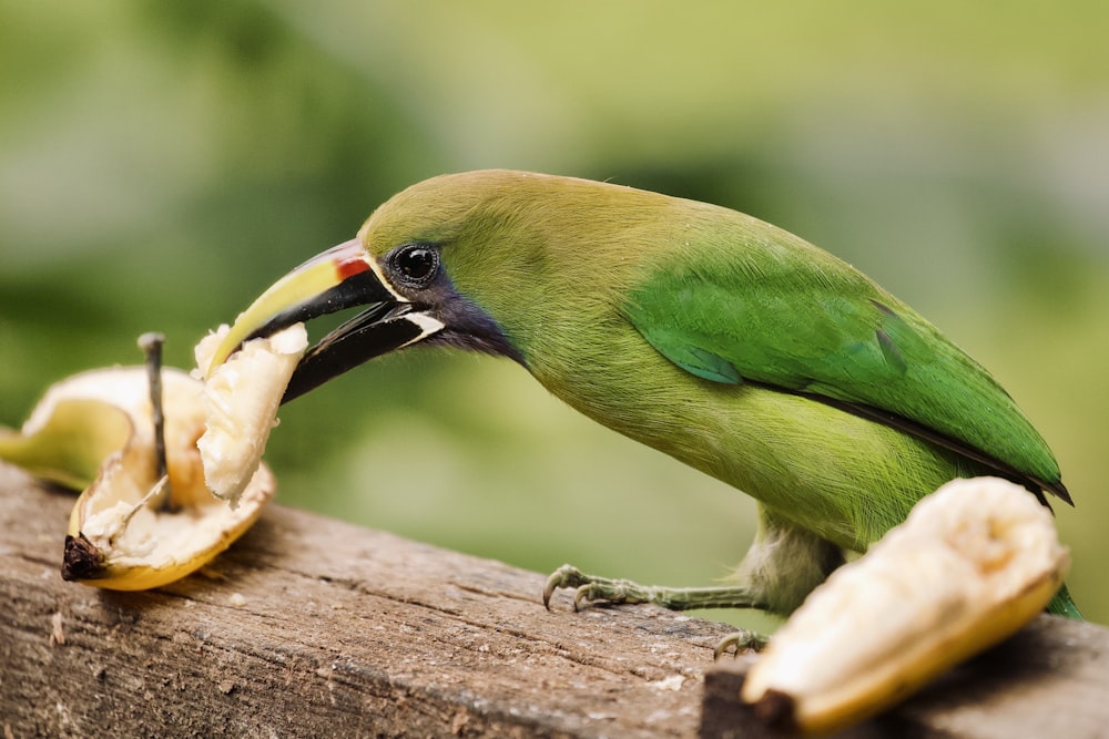 Grüner Vogel