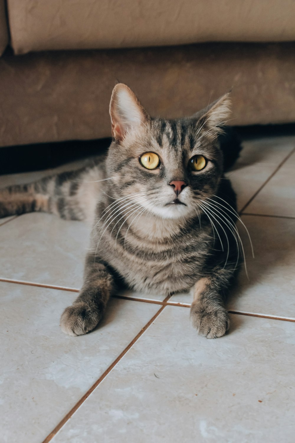 gray and brown cat