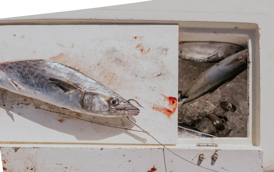 sliced gray fish with fishing hook on white ice box